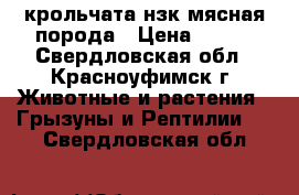 крольчата нзк мясная порода › Цена ­ 500 - Свердловская обл., Красноуфимск г. Животные и растения » Грызуны и Рептилии   . Свердловская обл.